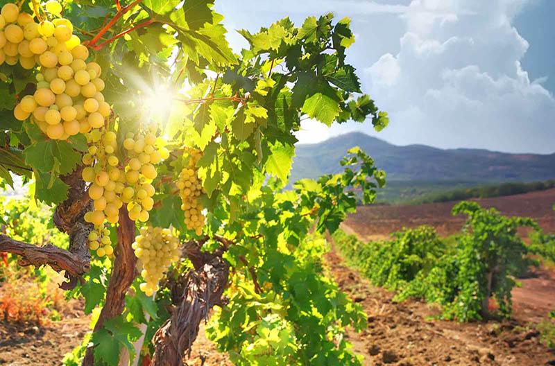 The sea- made wines of Cyprus wine villages! Main Image Gastronomy Cyprus | Tours & Events