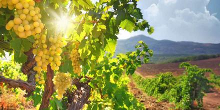 The sea- made wines of Cyprus wine villages!