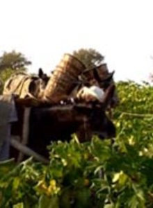 Commandaria Wine Tour - Gallery 2