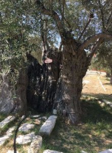 Culinary Experiences! - Gallery 2